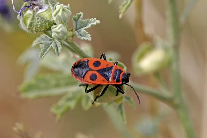 Framed Print : Fire Bug Print - Pyrrhocoris apterus Framed Print : Fire Bug Print - Pyrrhocoris apterus