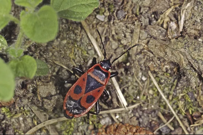 Framed Print : Fire Bug Print (Pyrrhocoris apterus) Framed Print : Fire Bug Print (Pyrrhocoris apterus)