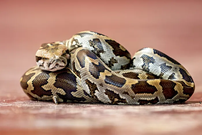 Framed Print : Indian Rock Python Close-up Print Framed Print : Indian Rock Python Close-up Print