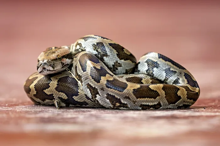 Framed Print : Indian Rock Python Print - Sri Lanka Framed Print : Indian Rock Python Print - Sri Lanka