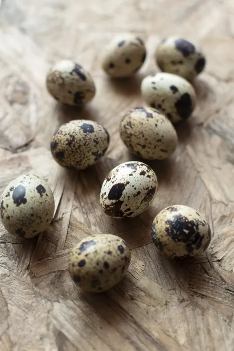 Framed Print : Quail Eggs Studio Print Framed Print : Quail Eggs Studio Print