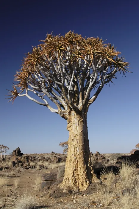 Framed Print : A Quiver Tree in the Namibian Desert Print Framed Print : A Quiver Tree in the Namibian Desert Print