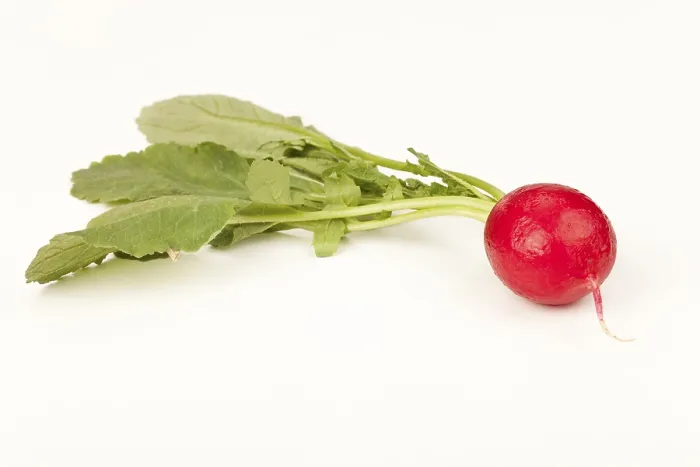 Framed Print : Radish Print by ImageBROKER Framed Print : Radish Print by ImageBROKER