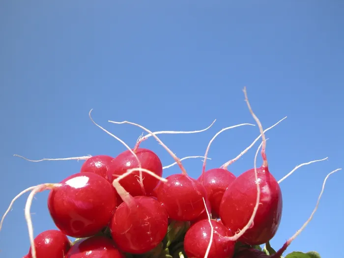 Framed Print : Radish Print from ImageBROKER