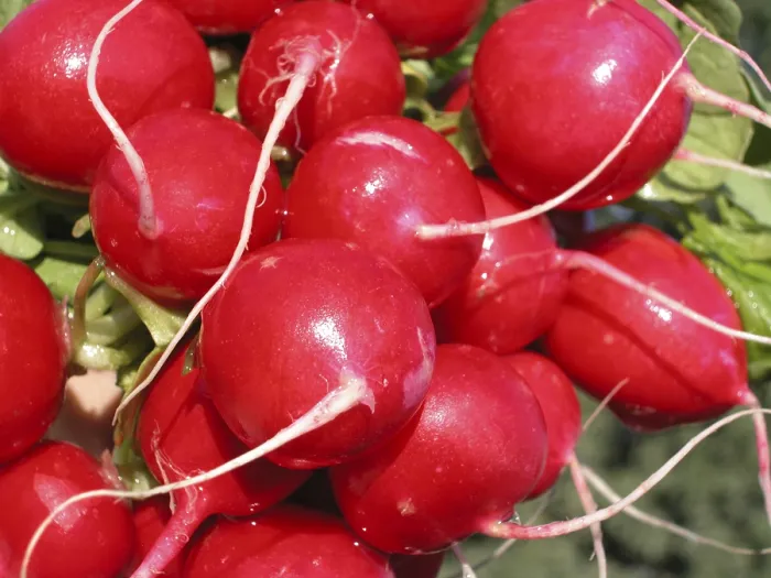 Framed Print : Radish Print by imageBROKER Framed Print : Radish Print by imageBROKER
