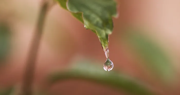 Framed Print : Rain falling on Anemone's Leaf Print, Normandy