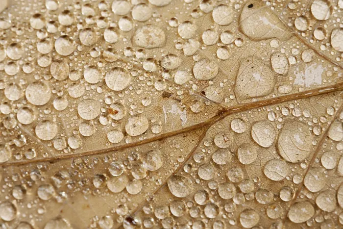 Framed Print : Raindrops on a Leaf Print Framed Print : Raindrops on a Leaf Print