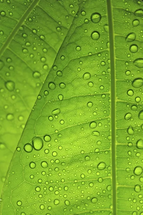 Framed Print : Raindrops on Leaf Print Framed Print : Raindrops on Leaf Print