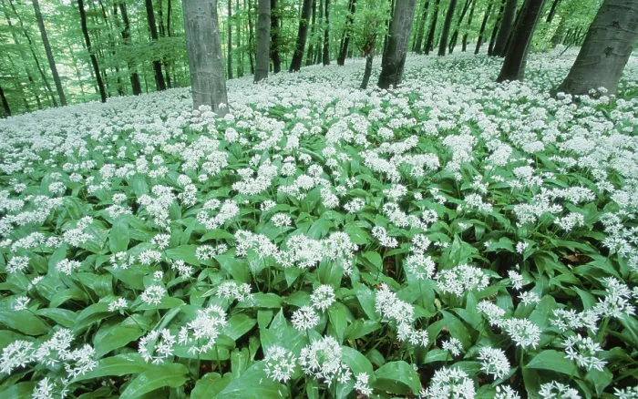 Framed Print : Ramsons in Spring Forest Print, Lower Saxony, Germany Framed Print : Ramsons in Spring Forest Print, Lower Saxony, Germany