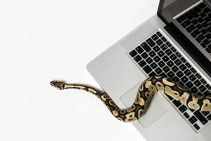 Framed Print : Real Python Snake and Laptop Computer Print: Programming Concepts