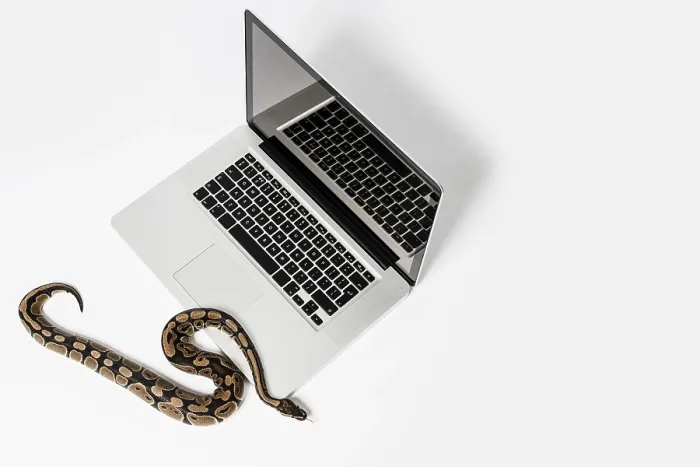 Framed Print : Real Python Snake and Laptop Computer Print: Coding Concepts
