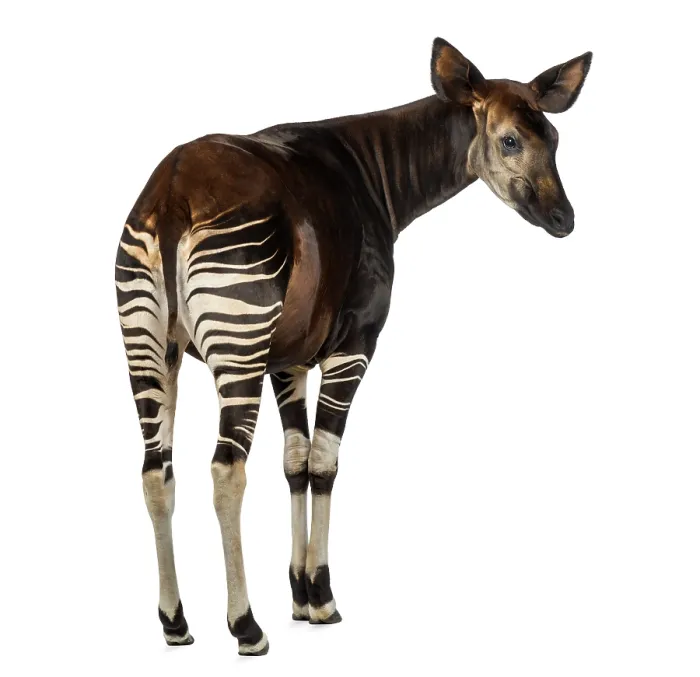 Framed Print : Rear view of an Okapi, Print, isolated on white Framed Print : Rear view of an Okapi, Print, isolated on white