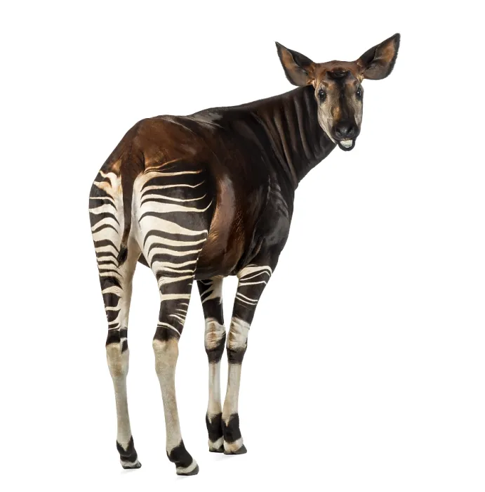 Framed Print : Rear View Okapi Print, Isolated on White Framed Print : Rear View Okapi Print, Isolated on White