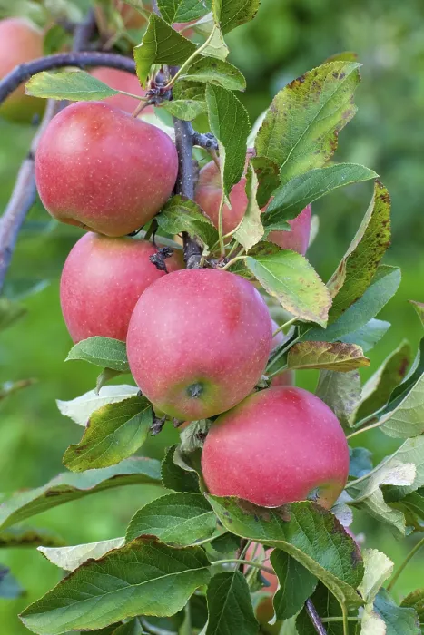 Framed Print : Red Apples on a Tree Print, Germany Framed Print : Red Apples on a Tree Print, Germany