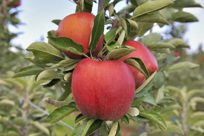 Framed Print : Red Apples on a Tree Print, Germany Framed Print : Red Apples on a Tree Print, Germany