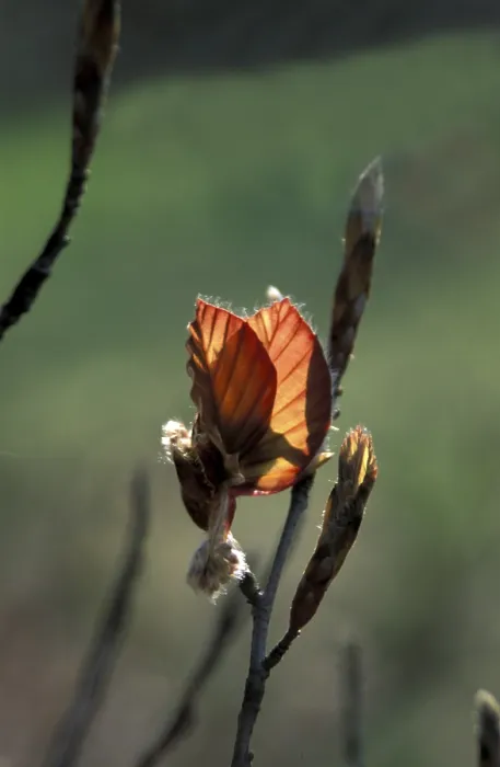 Framed Print : Red Beech Bud Print Framed Print : Red Beech Bud Print