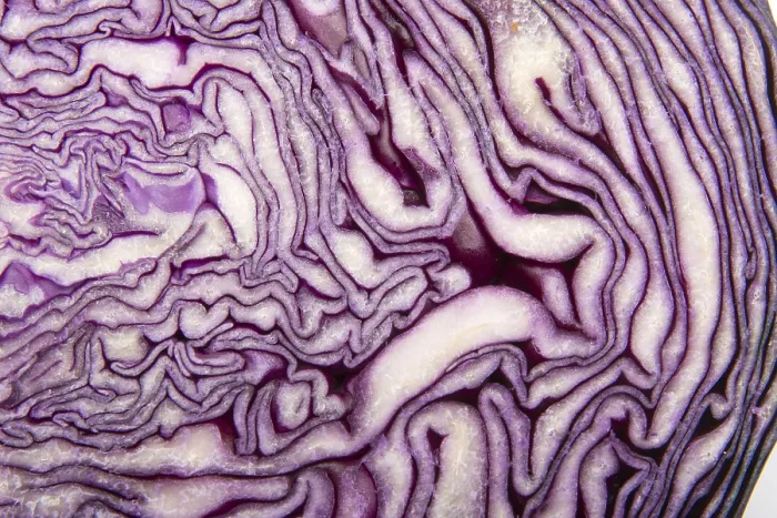 Framed Print : Red Cabbage Print - Botanical Illustration Framed Print : Red Cabbage Print - Botanical Illustration