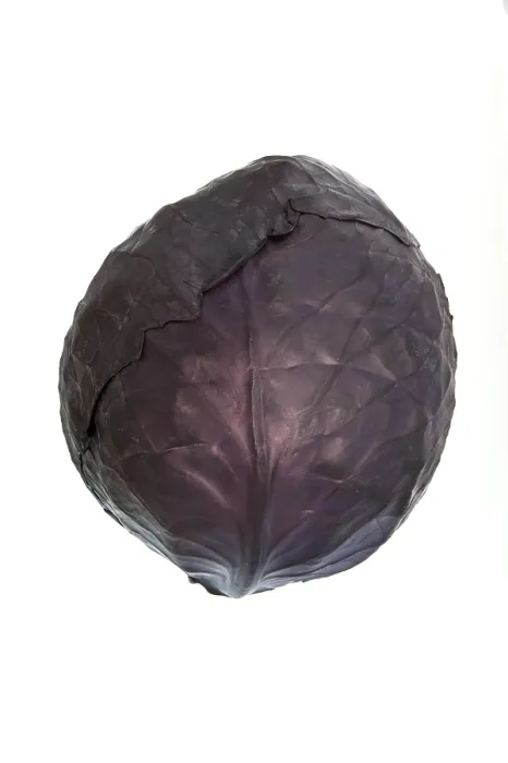 Framed Print : Red Cabbage Print - Studio Shot Framed Print : Red Cabbage Print - Studio Shot