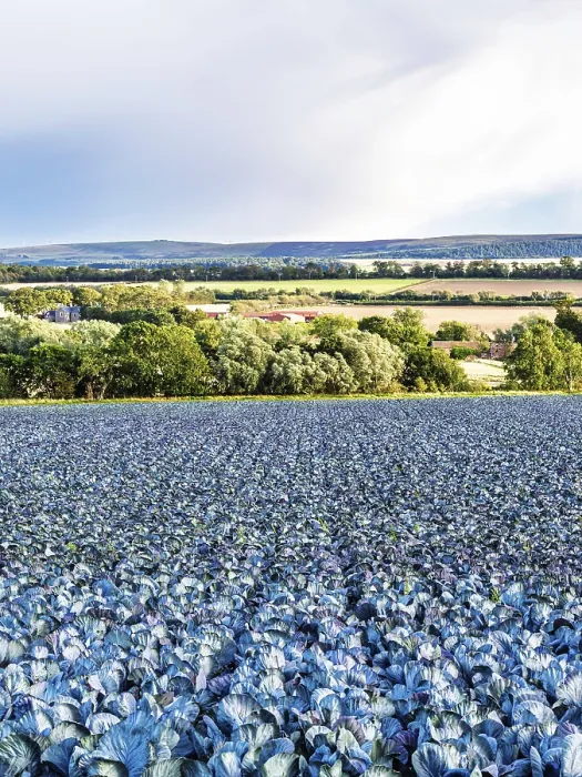 Framed Print : Red Cabbage on Scottish Fields Print, Southeast Scotland, UK Framed Print : Red Cabbage on Scottish Fields Print, Southeast Scotland, UK