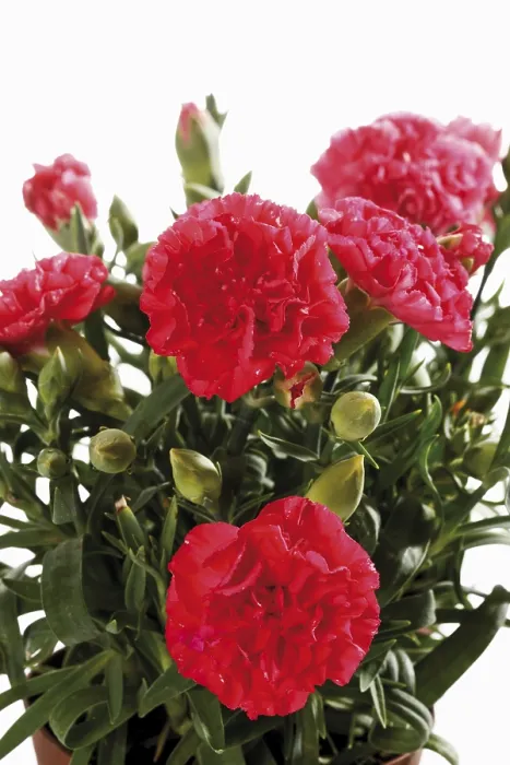 Framed Print : Red Carnations Print by ImageBROKER Framed Print : Red Carnations Print by ImageBROKER