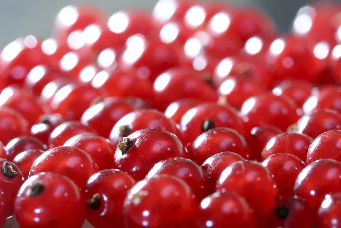 Framed Print : Red Currants Print - Fresh Fruit on Bush Framed Print : Red Currants Print - Fresh Fruit on Bush