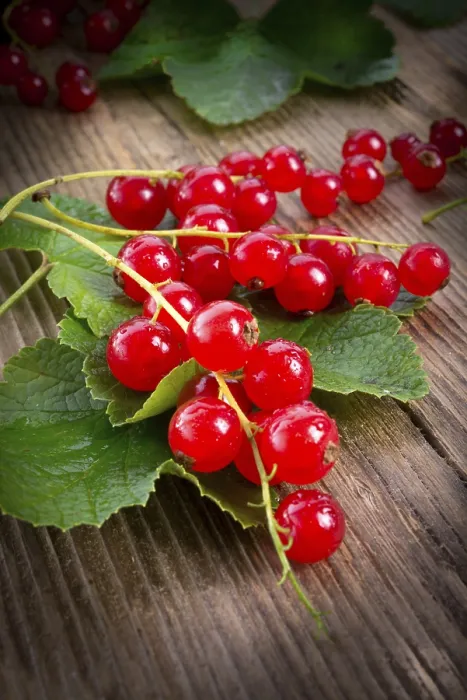 Framed Print : Red Currants Print - Fresh Fruit Still Life Framed Print : Red Currants Print - Fresh Fruit Still Life