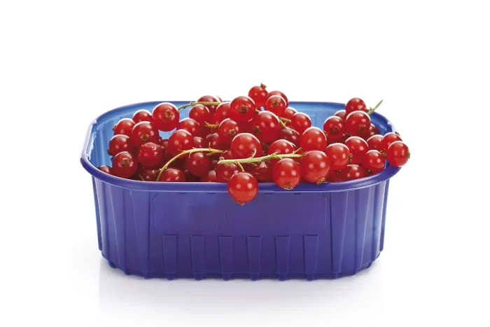 Framed Print : Red Currants in a Plastic Box Print Framed Print : Red Currants in a Plastic Box Print