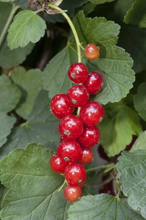 Framed Print : Red Currants (Ribes rubrum) Print Framed Print : Red Currants (Ribes rubrum) Print