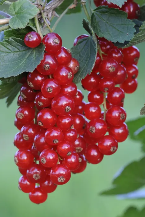 Framed Print : Red Currants Print (Ribes rubrum) Framed Print : Red Currants Print (Ribes rubrum)