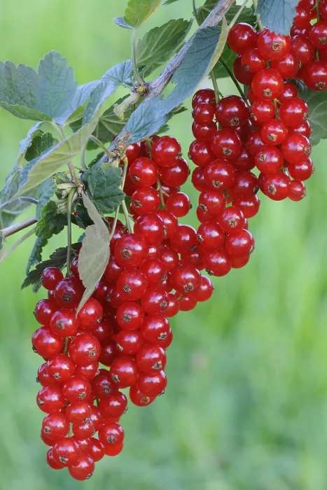 Framed Print : Red Currants Print (Ribes rubrum) Framed Print : Red Currants Print (Ribes rubrum)