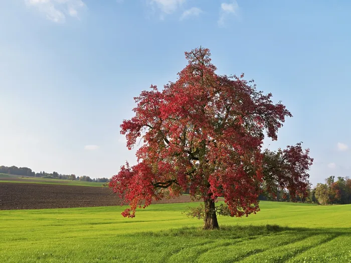Framed Print : Red Discoloured Pear Tree Print, Beinwil, Switzerland Framed Print : Red Discoloured Pear Tree Print, Beinwil, Switzerland