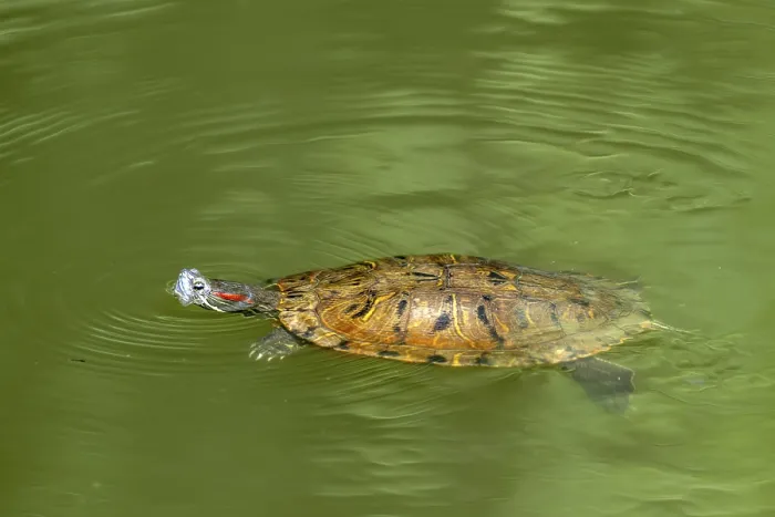 Framed Print : Red-eared slider Print, Unterlamm, Austria Framed Print : Red-eared slider Print, Unterlamm, Austria
