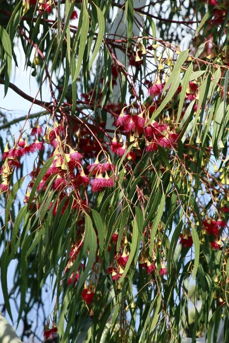 Framed Print : Red Flowers on Eucalyptus Print, La Palma, Canary Islands Framed Print : Red Flowers on Eucalyptus Print, La Palma, Canary Islands