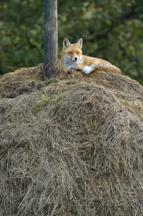 Framed Print : Red Fox Lying on Haystack Print, Canton of Zurich