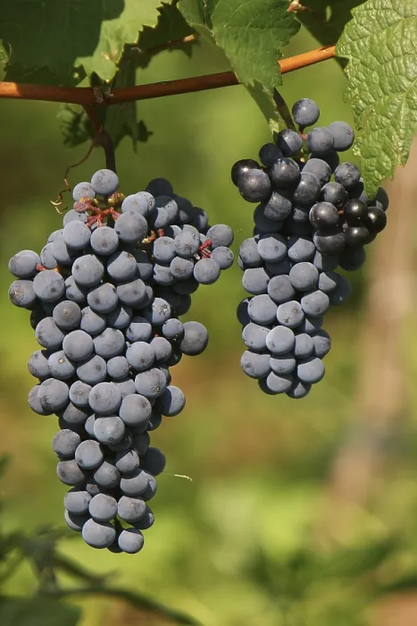 Framed Print : Red Grapes Print Framed Print : Red Grapes Print