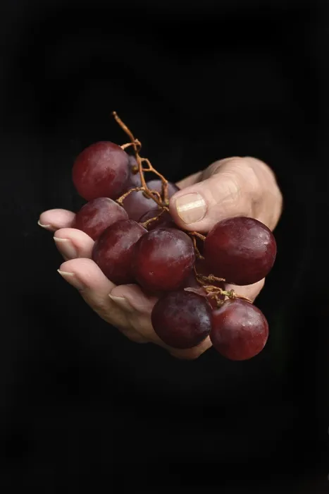 Framed Print : Red Grapes in Hand Print