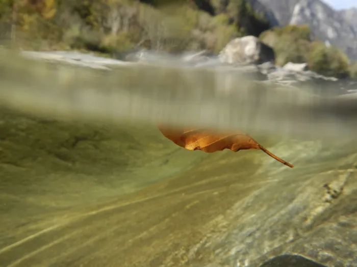 Framed Print : Red Leaf Floating Underwater Print Framed Print : Red Leaf Floating Underwater Print