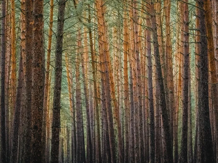 Framed Print : Red and Orange in a Pine Forest Print, Germany Framed Print : Red and Orange in a Pine Forest Print, Germany