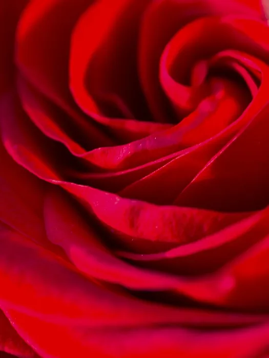 Framed Print : Red Rose Print, Close-Up Detail Framed Print : Red Rose Print, Close-Up Detail