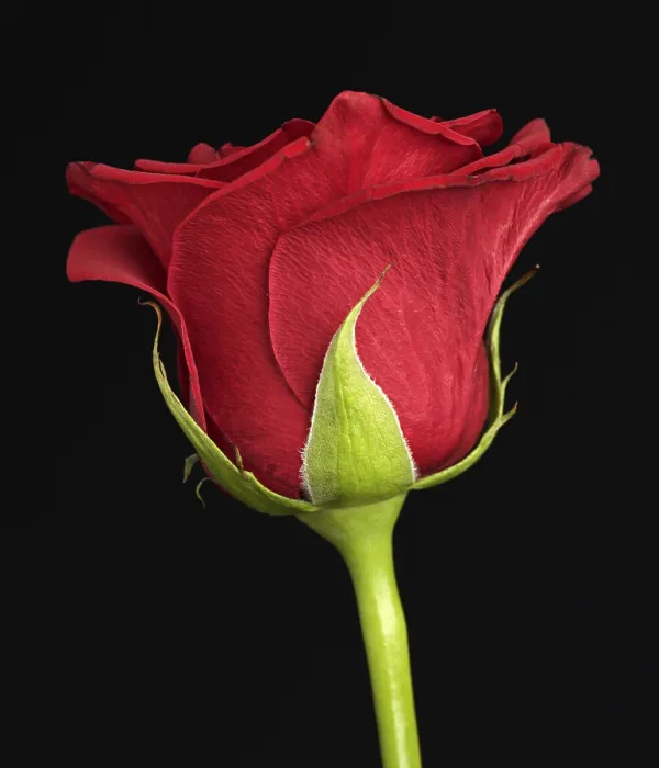 Framed Print : Print of Red Rose from imageBROKER