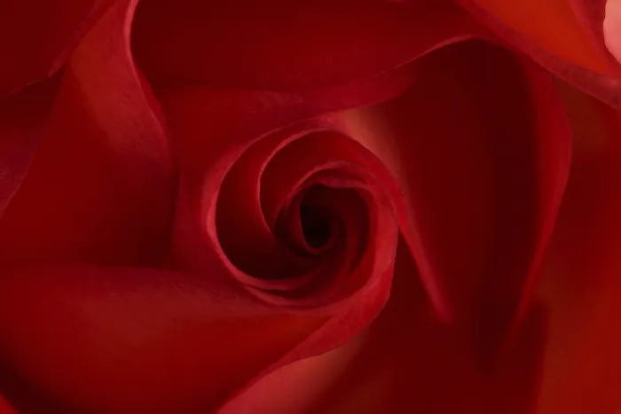 Framed Print : Red Rose Print - Vibrant Floral Art