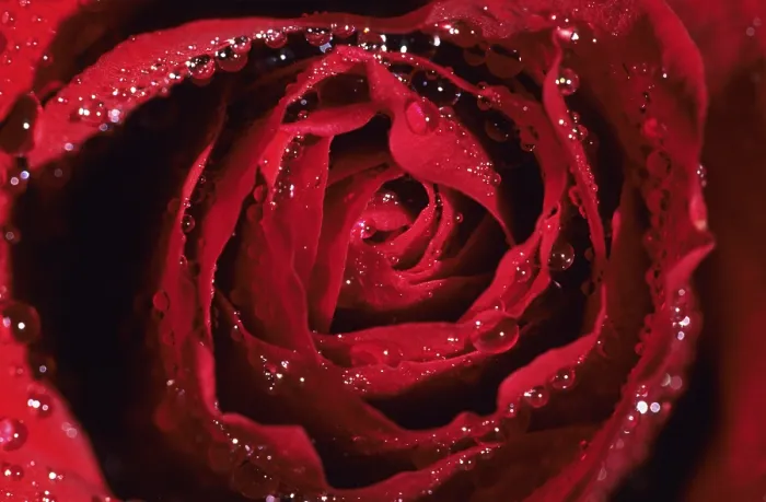 Framed Print : Red Rose Print - ImageBROKER