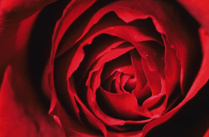 Framed Print : Red Rose Print - Image from imageBROKER
