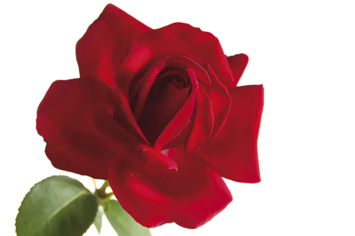 Framed Print : A Red Rose Print Framed Print : A Red Rose Print