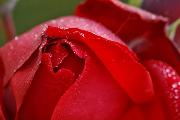Framed Print : A Red Rose Covered with Dew Print Framed Print : A Red Rose Covered with Dew Print