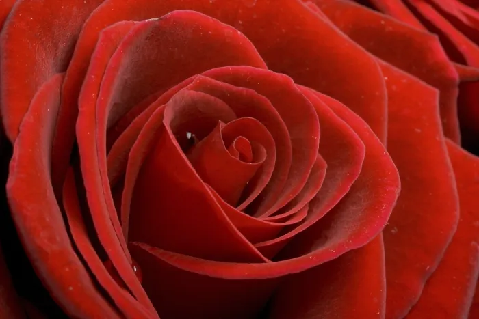 Framed Print : Red Rose Macro Close Up Print Framed Print : Red Rose Macro Close Up Print