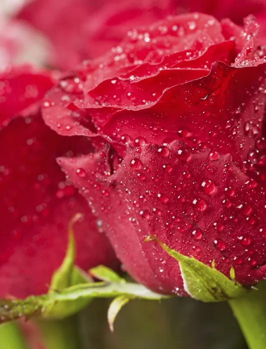 Framed Print : Red Rouse Print by ImageBROKER Framed Print : Red Rouse Print by ImageBROKER