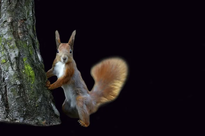 Framed Print : Red Squirrel Print on Black Background Framed Print : Red Squirrel Print on Black Background
