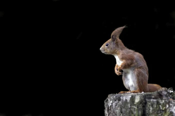 Framed Print : Red Squirrel Print on Black Background Framed Print : Red Squirrel Print on Black Background