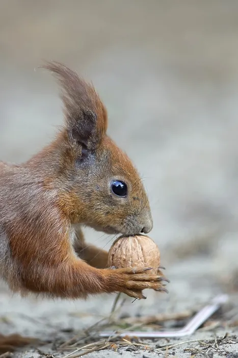 Framed Print : Red Squirrel in the Forest Print